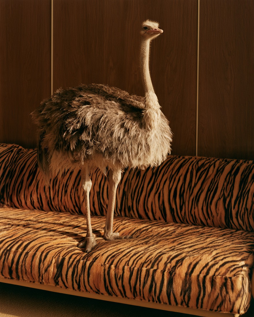 Animal Print, Actitud