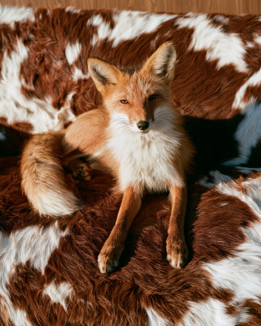 Animal Print, Quietud
