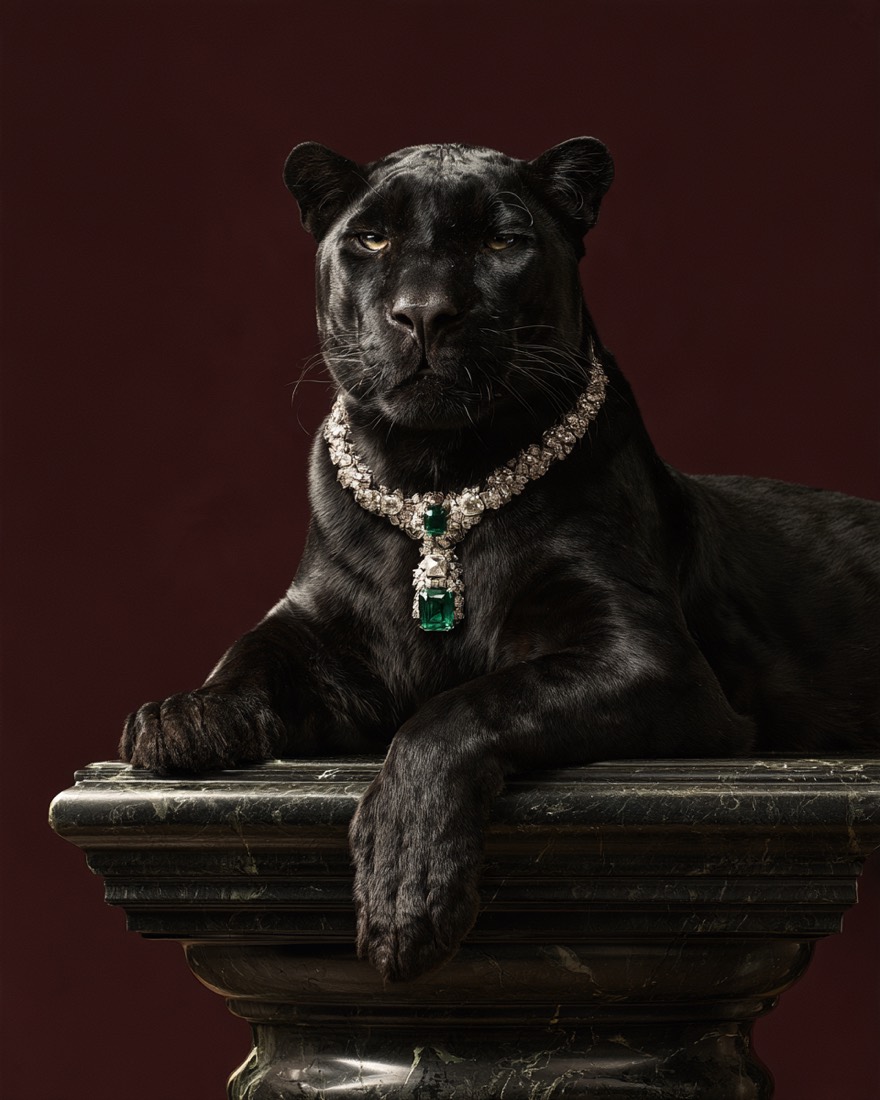 Jaguars & Jewelry, 1