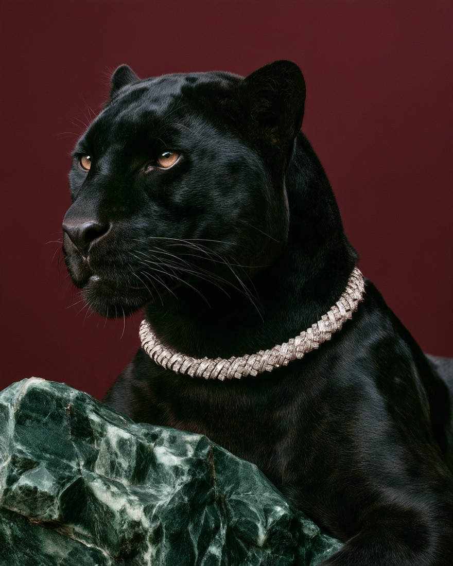 Jaguars & Jewelry, 5